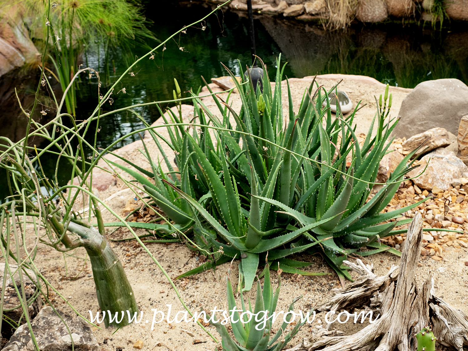 Aloe vera
A large plant growing in a conservatory